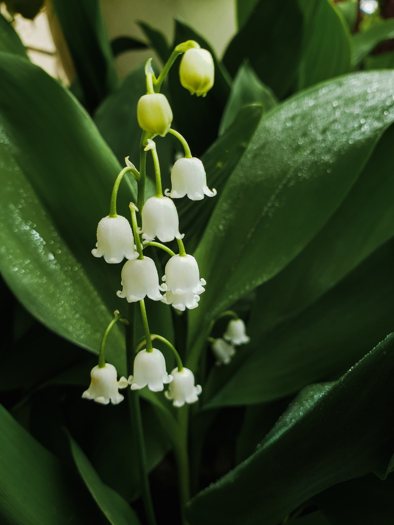 lily of the value muguet 